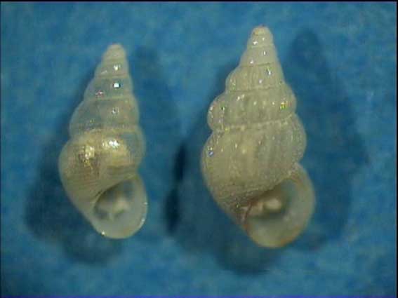 Rissoidae - Rissoa similis